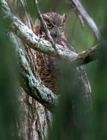 Great Horned Owl (Bubo virginianus)