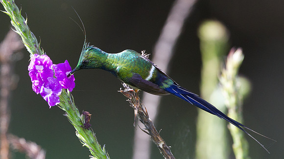 Wire-crested Thorntail (Discosura popelairii)