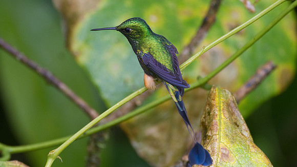 Booted Racket-tail (Ocreatus underwoodii)