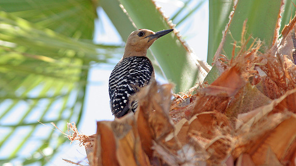 Gila Woodpecker (Melanerpes uropygialis)