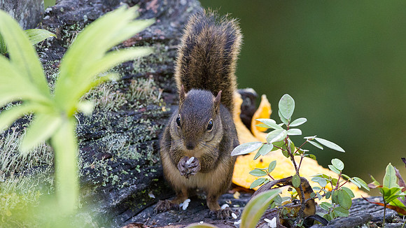 Bolivian squirrel (Sciurus ignitus)