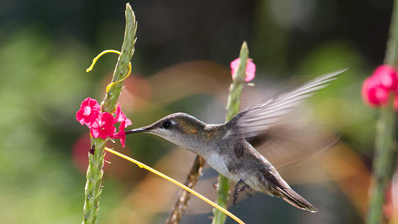 Ruby-topaz Hummingbird (Chrysolampis mosquitus) female