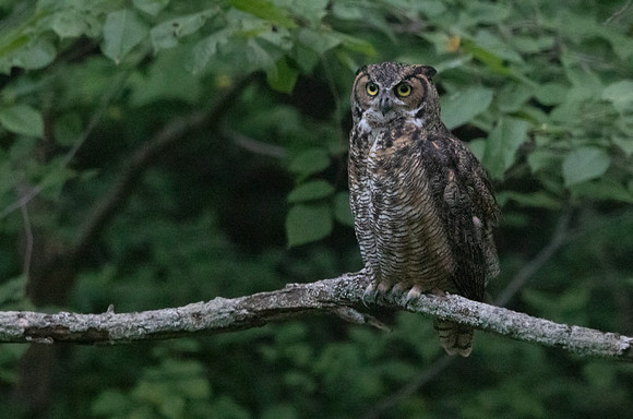 Great Horned Owl (Bubo virginianus)