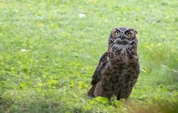 Great Horned Owl (Bubo virginianus)