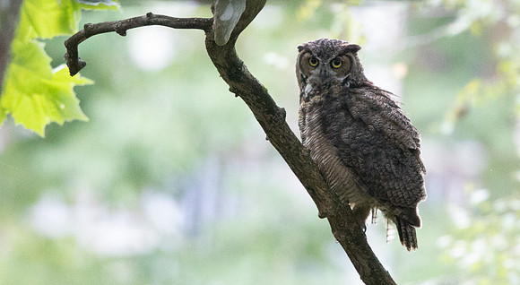 Great Horned Owl (Bubo virginianus)