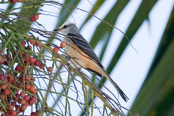 Scissor-tailed Flycatcher (Tyrannus forficatus) juvenile; also known as Texas Bird-of-Paradise and Swallowtailed Flycatcher