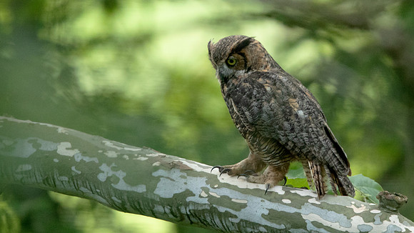 Great Horned Owl (Bubo virginianus)