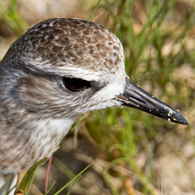 Black Bellied Plover (Pluvialis squatarola) also known as Grey Plover