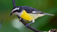 Bananaquit (Coereba flaveola)