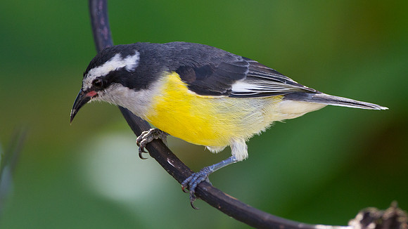 Bananaquit (Coereba flaveola)