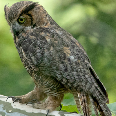 Great Horned Owl (Bubo virginianus)