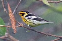 Blackburnian Warbler (Setophaga fusca)