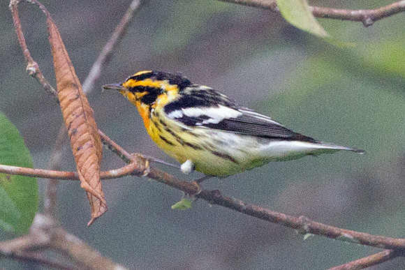 Blackburnian Warbler (Setophaga fusca)