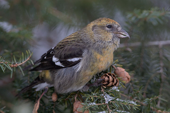 Two-barred Crossbill (Loxia leucoptera) female; also known as White-winged Crossbill