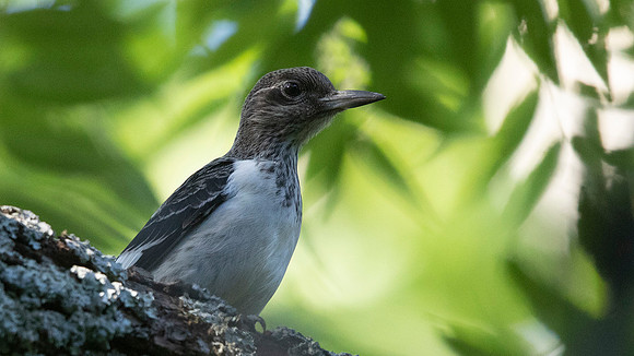 Red-headed woodpecker (Melanerpes erythrocephalus) Juv