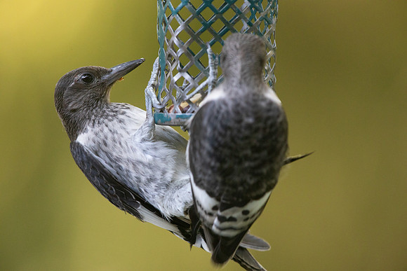 Red-headed woodpecker (Melanerpes erythrocephalus) Juv