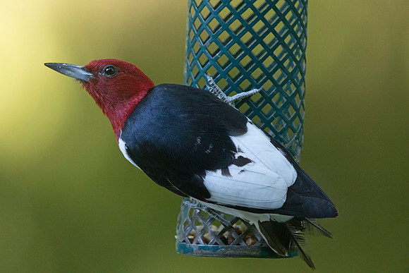 Red-headed woodpecker (Melanerpes erythrocephalus)