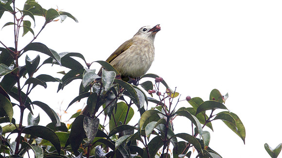 Pale-faced Bulbul (Pycnonotus leucops)