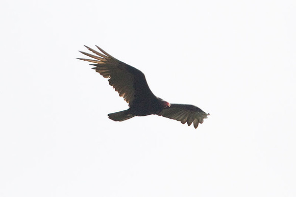 Turkey Vulture (Cathartes aura)