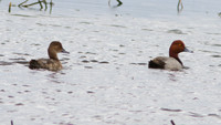 Redhead (Aythya americana) male and female