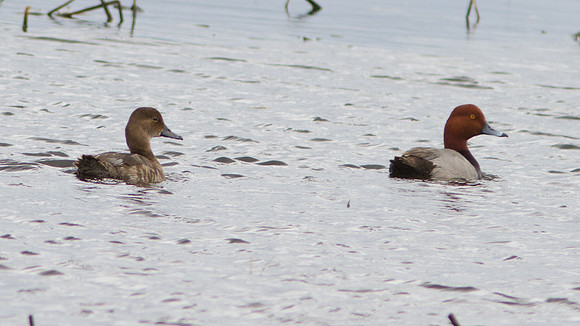 Redhead (Aythya americana) male and female