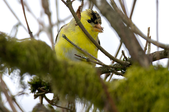 American Goldfinch (Carduelis tristis)