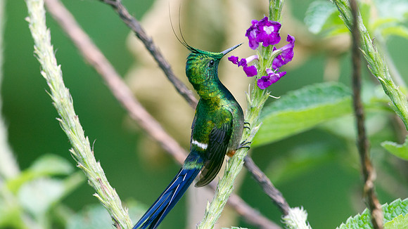 Wire-crested Thorntail (Discosura popelairii)