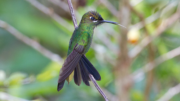 Violet-fronted Brilliant (Heliodoxa leadbeateri)
