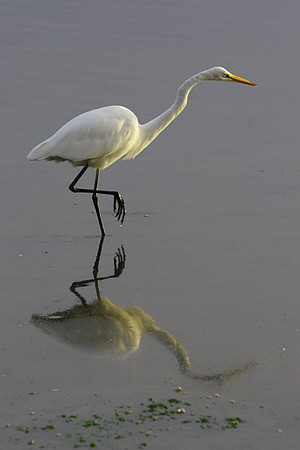 Great Egret (Ardea alba) Great White Egret, Common Egret