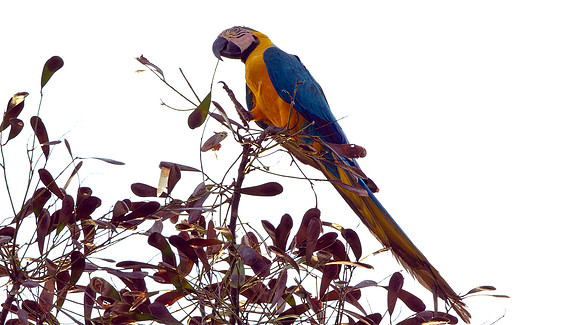 Blue-and-Yellow Macaw (Ara ararauna)