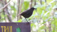 Bornean Whistling Thrush (Myophonus borneensis)