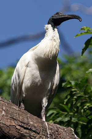 Australian White Ibis (Threskiornis molucca)