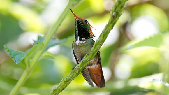 Rufous-Crested Coquette (Lophornis delattrei) - male