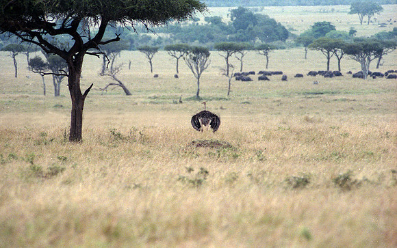 1988 Africa bird img373