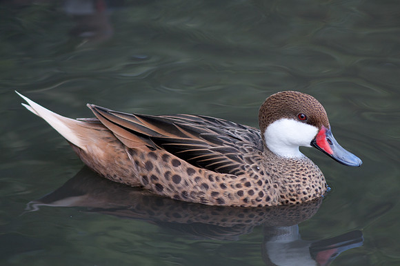 White cheeked Pintail (Anas bahamensis)