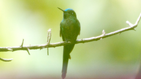 Long-tailed Sylph (Aglaiocercus kingi)