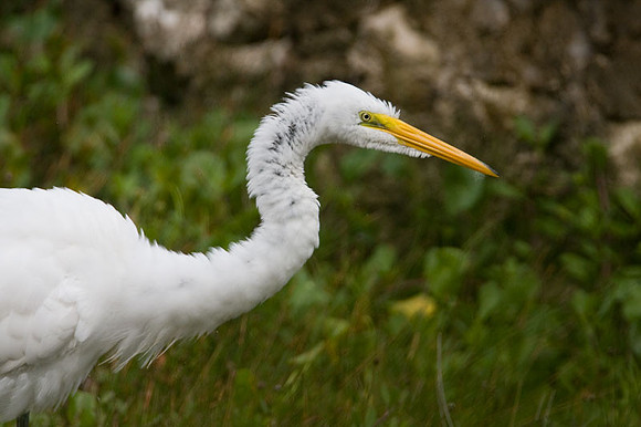 Great Egret (Ardea alba) also known as Great White Egret or Common Egret