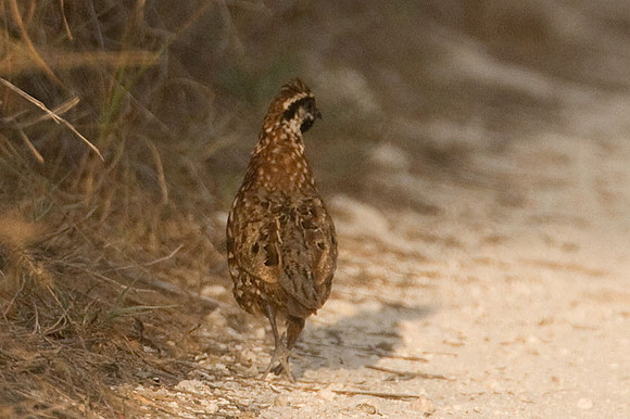 Black-throated Bobwhite (Colinus nigrogularis) also known as Yucatan Bobwhite