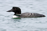 Great Northern Loon (Gavia immer) also known as Common Loon or Great Northern Diver