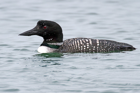 Great Northern Loon (Gavia immer) also known as Common Loon or Great Northern Diver
