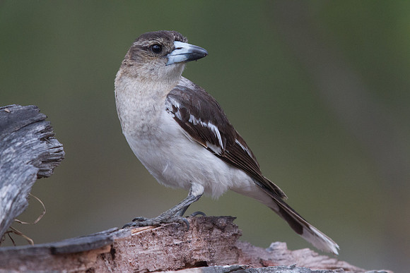 IMG_5699