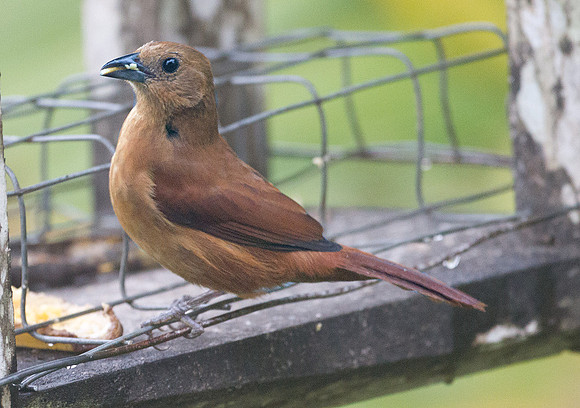 White-lined Tanager (Tachyphonus rufus) female