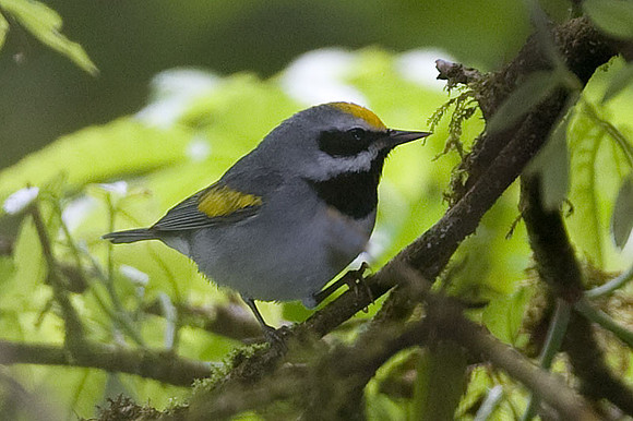 Golden-winged Warbler (Vermivora chrysoptera)
