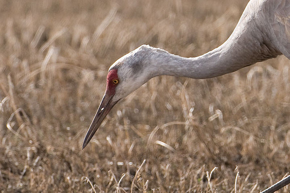 Sandhill Crane (Grus canadensis)
