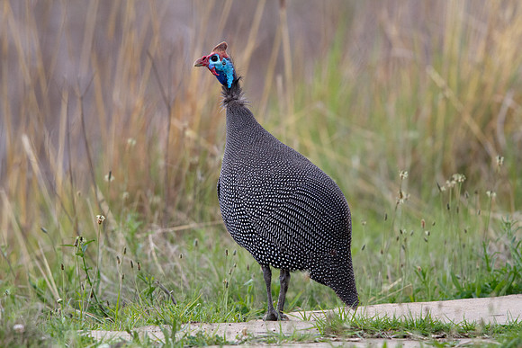 Helmeted Guineafowl (Numida meleagris)