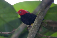 Red-capped Manakin (Pipra mentalis) male