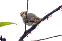 Golden-faced Tyrannulet (Zimmerius chrysops)