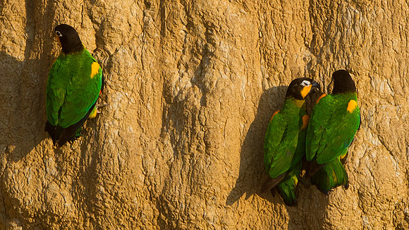 Orange-cheeked Parrot (Pyrilia barrabandi)