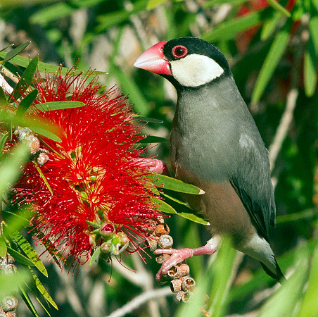 Java Sparrow (Lonchura oryzivora)