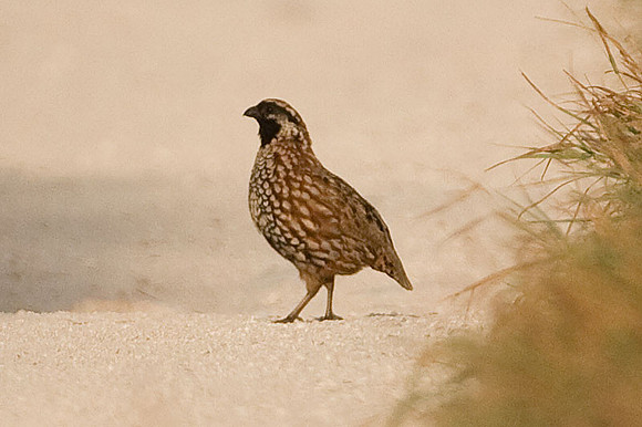 Yucatan Bobwhite (Colinus nigrogularis) also known as Black-throated Bobwhite